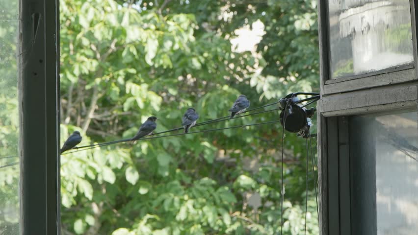 Family lesson, swallows at the start