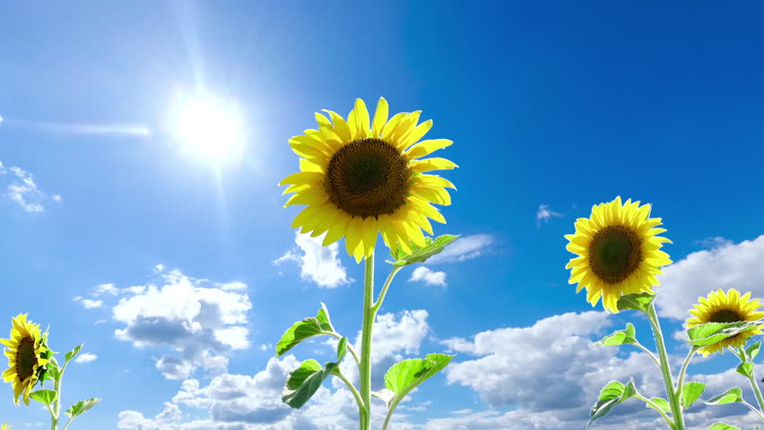 Blue Sky with White Clouds with Sunflower Field. Puffy Fluffy White Clouds Moving Fast. Cumulus Cloudscape Timelapse. Summer Nature Weather Sky Time Lapse Video