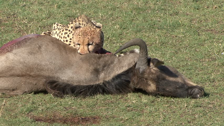 A Cheetah begins its meal on a wildebeest in the Masai Mara - Kenya, Africa. 