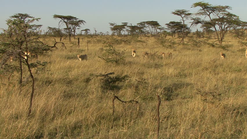 A lion pride moves through the tall grass in the Masai Mara - Kenya, Africa. 