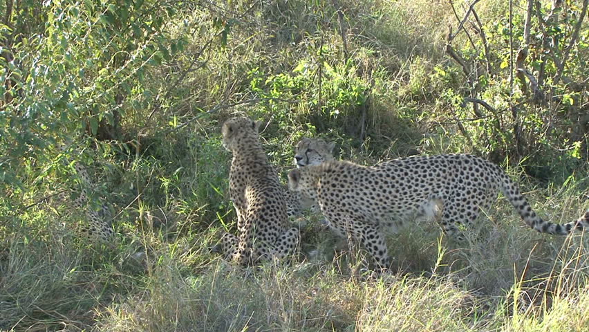 Three aggressive cheetah males are laying with a female cheetah in the Masai