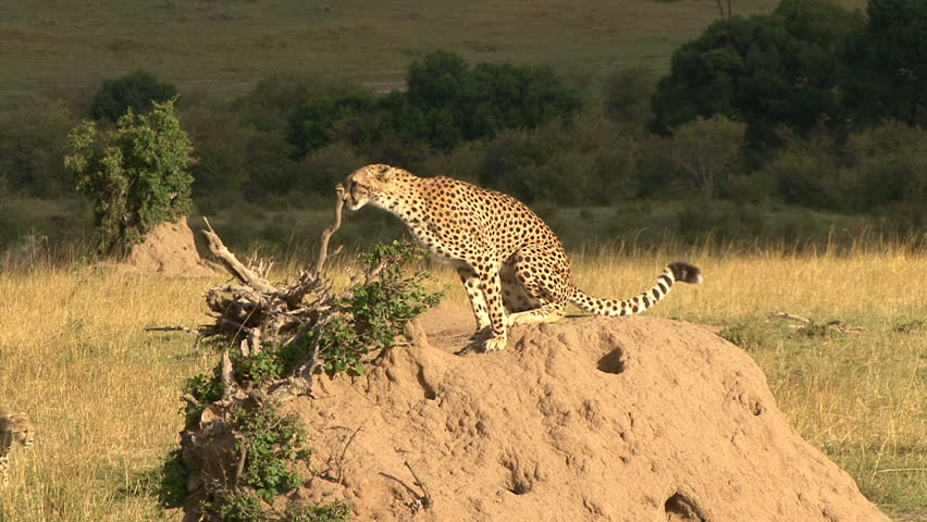 A Cheetah sits on a termite mound while another cheetah approaches in the Masai