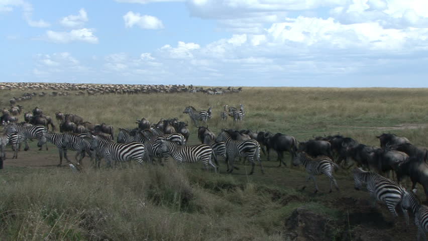Wildebeest and zebra move into a large herd during the migration in the Masai