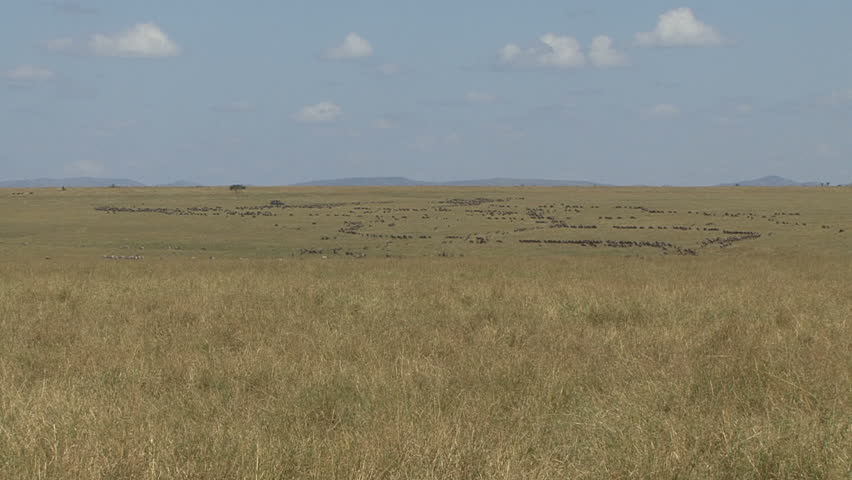 A large herd of wildebeest and zebra in the far distance on Plains of the Masai