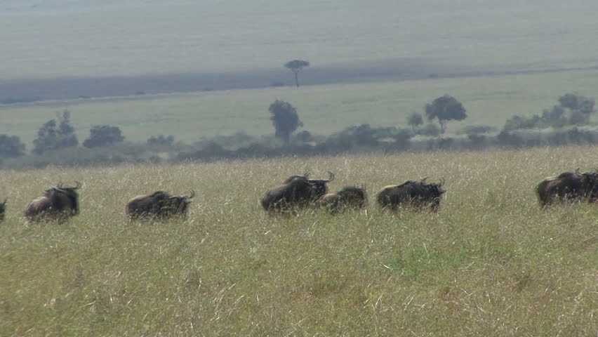 A line of wildebeest run in the Masai Mara during annual migration in Kenya,
