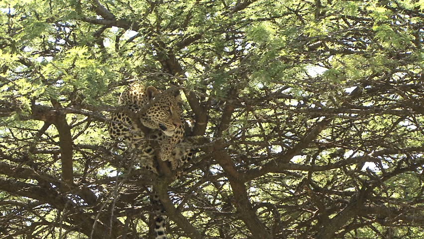 A medium shot of wild Leopard in a tree looking toward camera taken in Kenya,