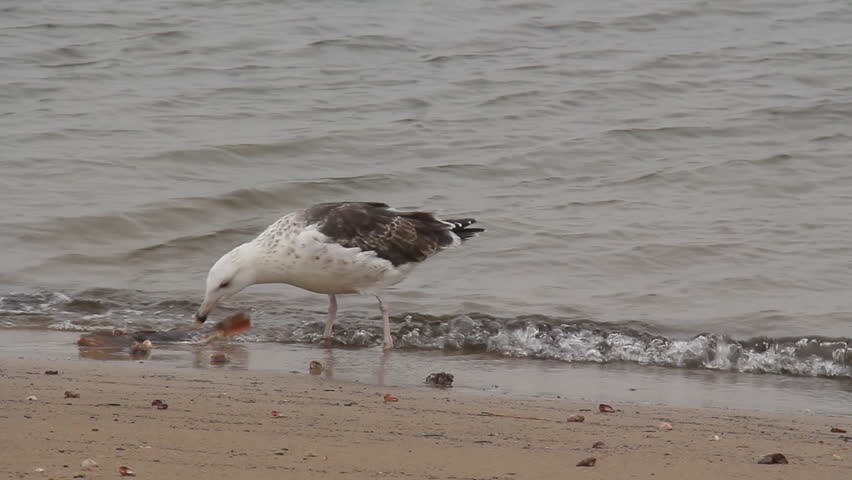 Seagull Eating a Dead Fish. A seagull picking at a rotting dead fish on a
