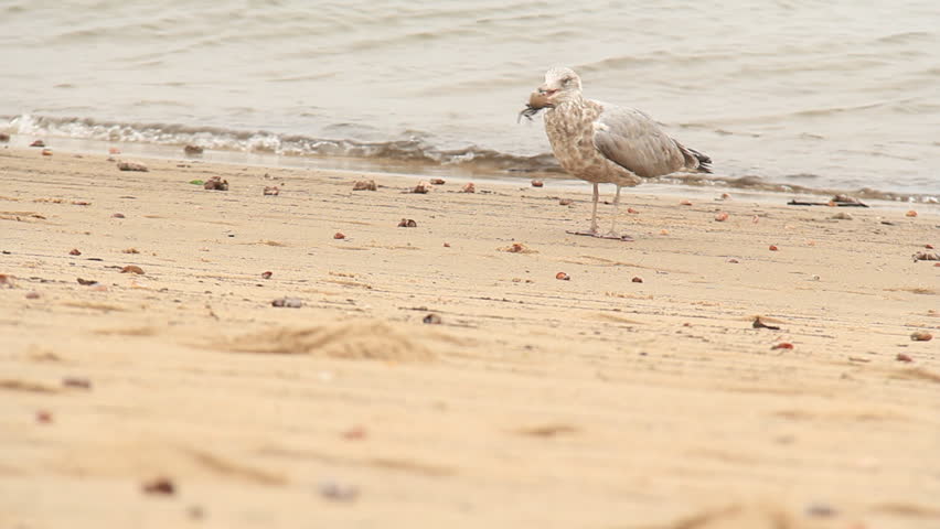 Seagull Eating a Crab. A seagull playing with, killing, and preparing to eat a