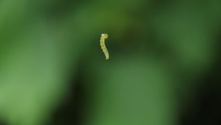 Small Green Caterpillar 1. A small green caterpillar climbing its web-like