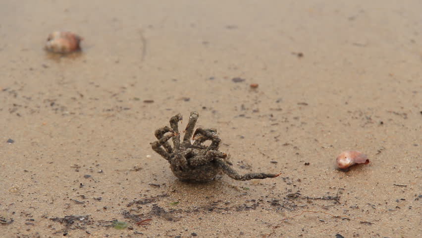 Sandy Crab comes back to life. A sandy Japanese shore crab injured after being