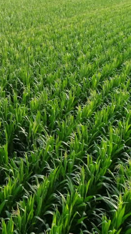 Vertical aerial view over a corn field before harvest. Ear of wheat moving in the wind, while the drone flying in short distance over the agricultural plantation. Sun reflecting in the green plants