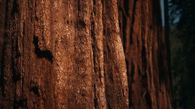 Close up texture shot of Giant Sequoia tree in Mariposa Grove, USA - Powered by Shutterstock - Get 15% off with code: PIKWIZARD15