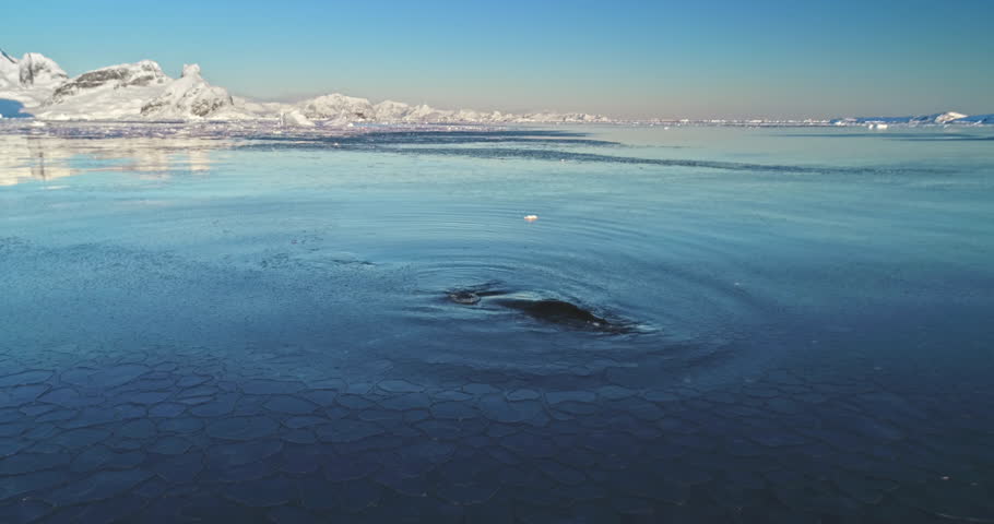 Big humpback whale swimming frozen polar ocean water. Explore wildlife in Antarctica. Untouched wilderness of South Pole. Nature conservation, travel, wild animals, ice floes, mountains. Slow motion