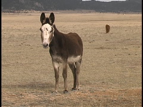 A burro stands and gazes at the camera on the high plains of Colorado