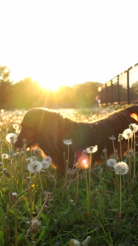 Small dog standing and eating on dandelion field in a park on sunset, beautiful longhaired dachshund enjoying sunlight outdoor. Vertical video of floral landscape with pet