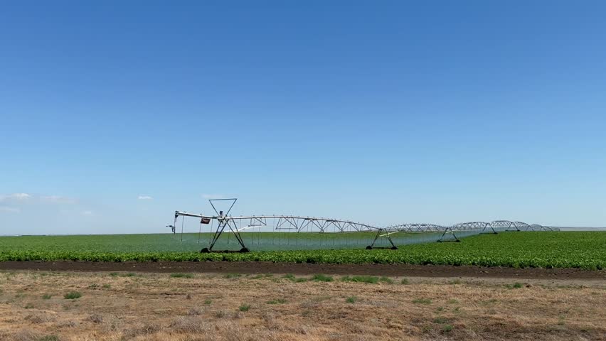 Pivot at work in potato field, watering crop for more growth. Center pivot system irrigation. Watering blooming potato in field at farm. Modern irrigation system for land and vegetables growing on it