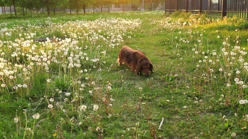 Red dachshund walking on dandelion field in a park, small longhaired dog runs on green flowery meadow in sun light. Pet outdoor top view