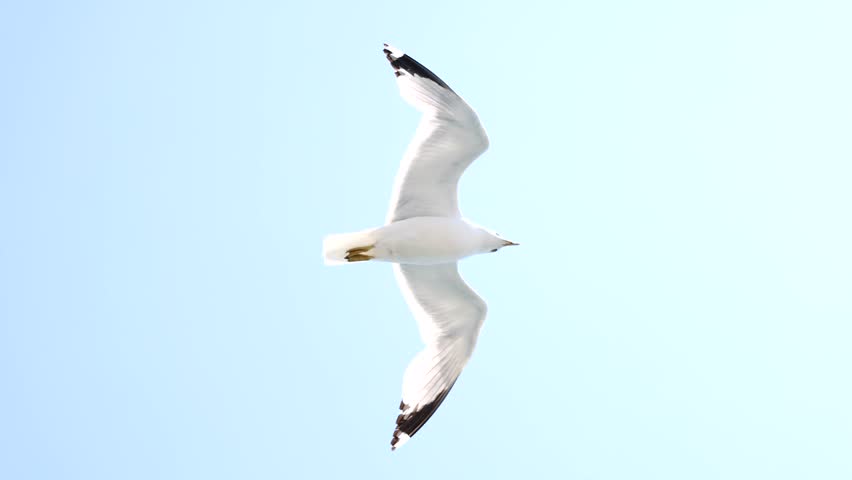 Seagull glides in slow motion