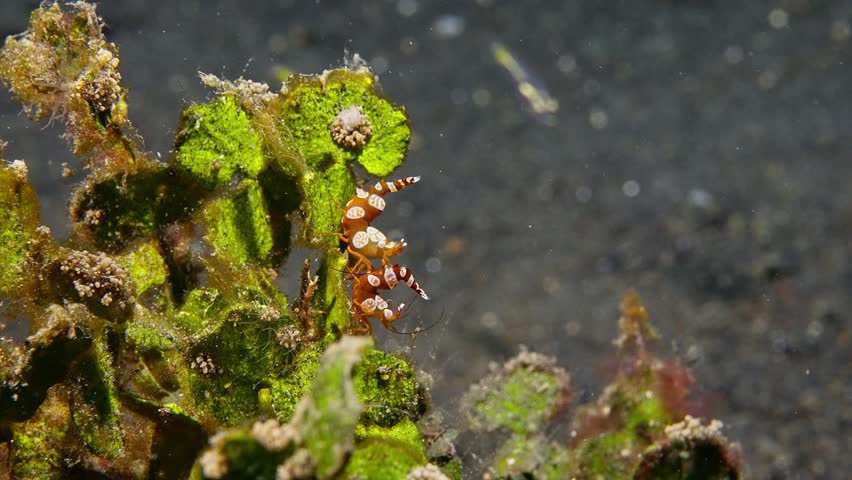 Sexy Shrimp (Thor amboinenis) wide shot, Lembeh Straits, Indonesia 1 of 2 60fps