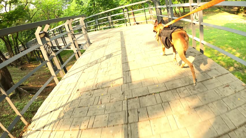 Belgian Malinois dog runs on a magnificent bridge with stone tiles in the park. Shimmering and reflecting sunlight.

Slow motion video