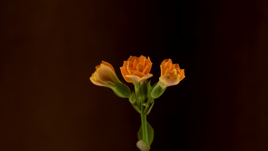Orange buds on a green stem sway in the wind, creating graceful movements against the background of deep darkness. Their bright color contrasts with the black background, drawing attention to the natu
