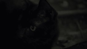 Close up of a black cat with yellow eyes in the shadows. - Powered by Shutterstock - Get 15% off with code: PIKWIZARD15