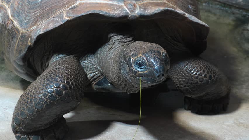 Close up of giant turtle head moving with a blade of grass in his mouth	