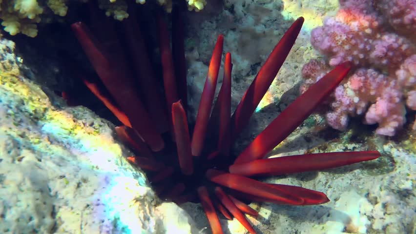 Slate Pencil Urchin (Heterocentrotus mamillatus) hides in deep recesses of a coral reef during the day.