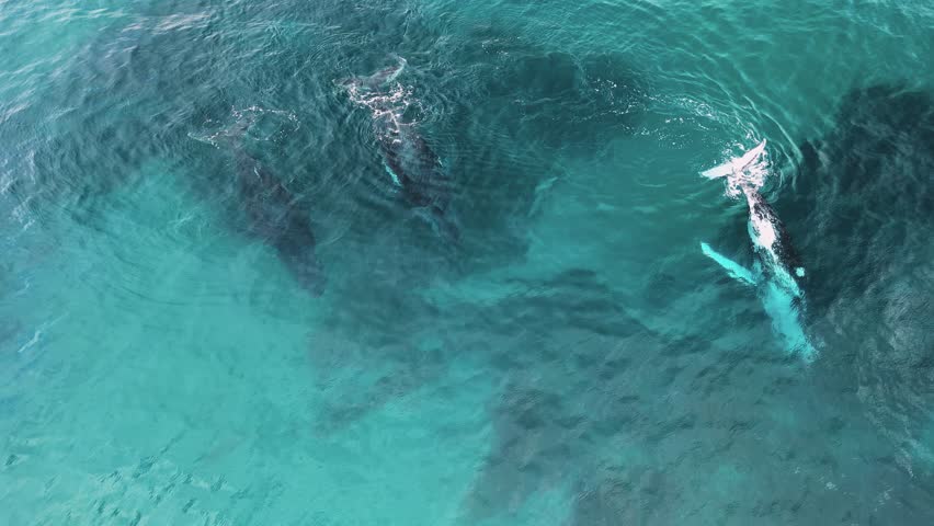Pod of Humpback Whales stop to rest during their yearly migration to mate, calve and nurture their newborns. Drone view