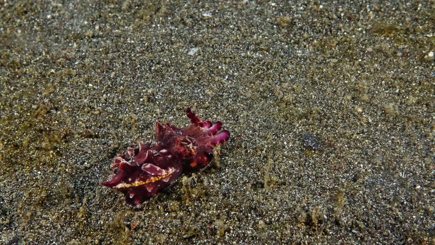 Flamboyant cuttlefish (Metasepia pfefferi) changing color and texture to blend into the substrate, filmed in Lembeh Straits, Indonesia 2 of 2, 60fps