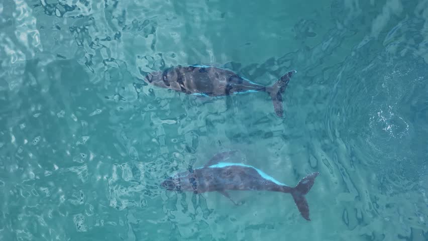 Migrating Humpback whales follow a Dolphin to warmer breeding and calving grounds in the Great Barrier Reef. Drone view