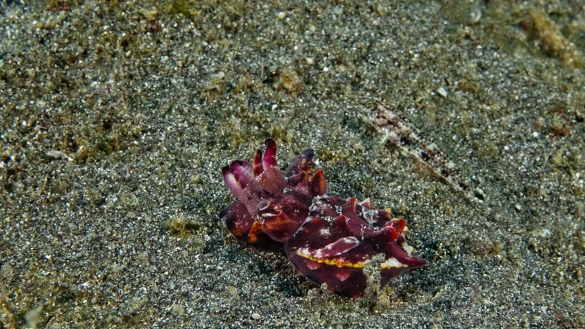 Flamboyant cuttlefish (Metasepia pfefferi) hunting and striking at prey. Notice the small fish jump as it strikes. Filmed in Lembeh Straits, Indonesia 1 of 2, 60fps