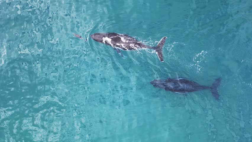 A Dolphin interacts with Humpback whales migrating to the warmer waters of the Great Barrier Reef Australia. Drone view