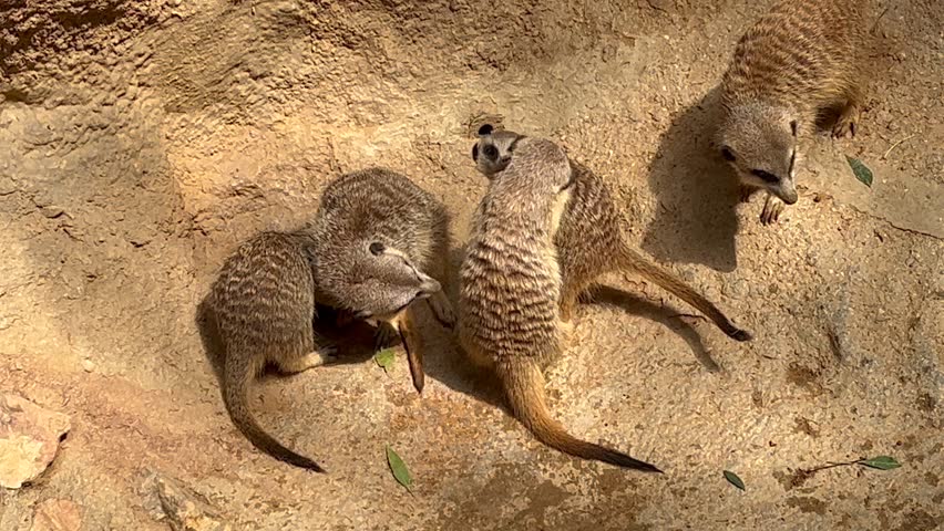 Closeup view of a mob of six meerkats playing together outside in a rocky scenario. 4K 60FPS