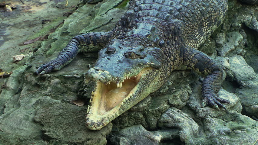 Saltwater Crocodile (Crocodylus Porosus) with Opened Jaws Lying Motionless on Rocks by the Water