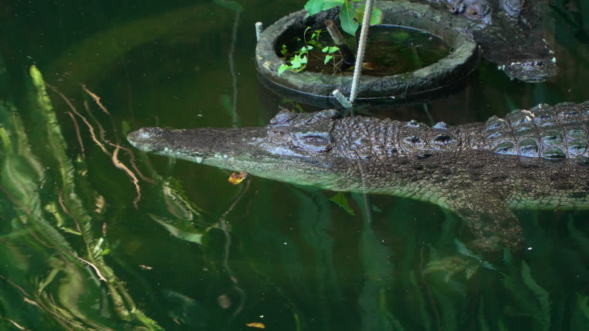 Sleepy Saltwater Crocodile (Crocodylus Porosus) Submerged in Water at Bali Safari and Marine Park Zoo Siangan, Indonesia