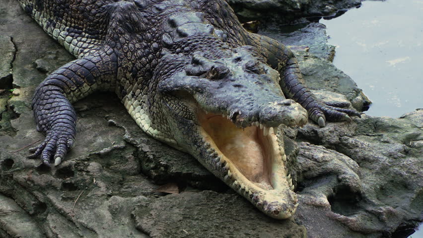 Saltwater Crocodile (Crocodylus Porosus) - Wild Saltwater Reptile Animal in Daintree National Park in Australia, Lying Motionless by the Water with Opened Jaws