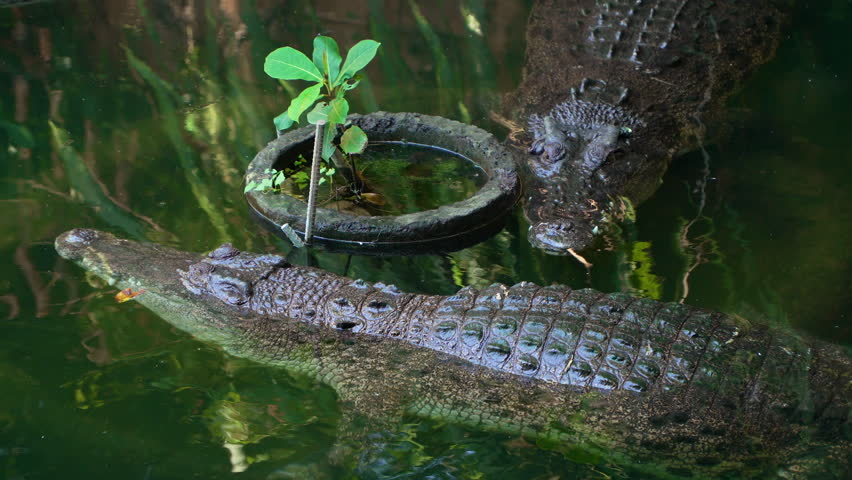 Pair of Saltwater Crocodiles in a River (Crocodylus Porosus) Resting Motionless