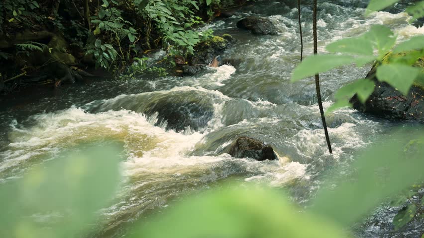 Flowing River Close Up in Tropical Forest Scenery in Africa, Lush Greenery Landscape in Kilimanjaro National Park in Tanzania in African Scene of Water and Green Trees and Nature