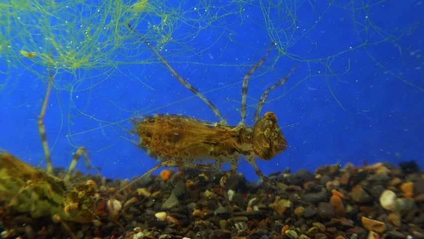 Dragonfly larva in an aquarium with daphnia, which the larvae eat