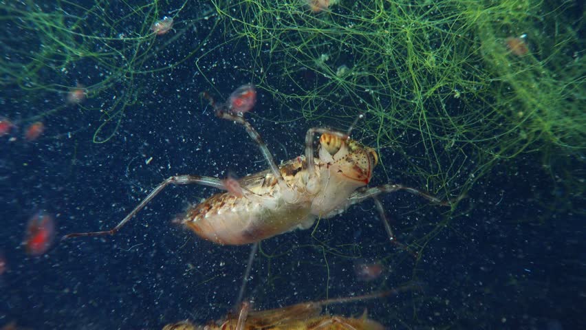 Dragonfly larva in an aquarium with daphnia, which the larvae eat