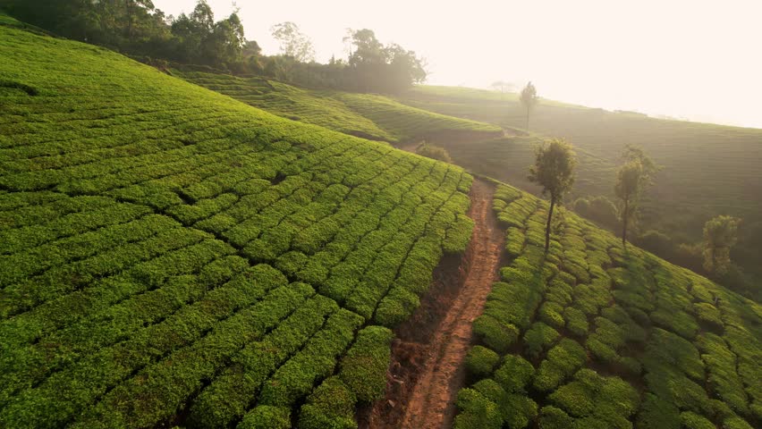 Aerial view of tea plantation rows with woman worker collecting tea, Munnar, India. Beautiful green landscape Of Munnar Tea Plantations, Kerala, South India