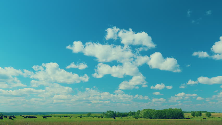 Cattle On Summer Grassland. Cows On A Pasture In Landscape In Summer. Bright Summer Field.