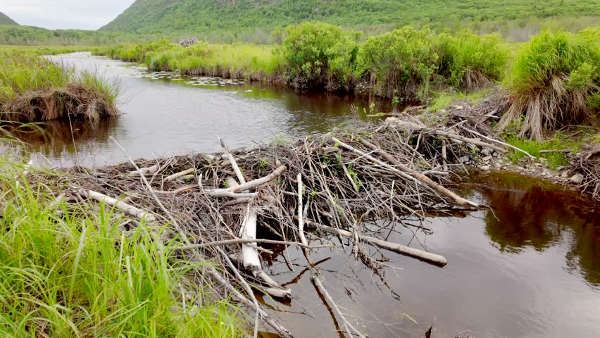 Beaver dam Acadia National Park, Maine, USA 2024