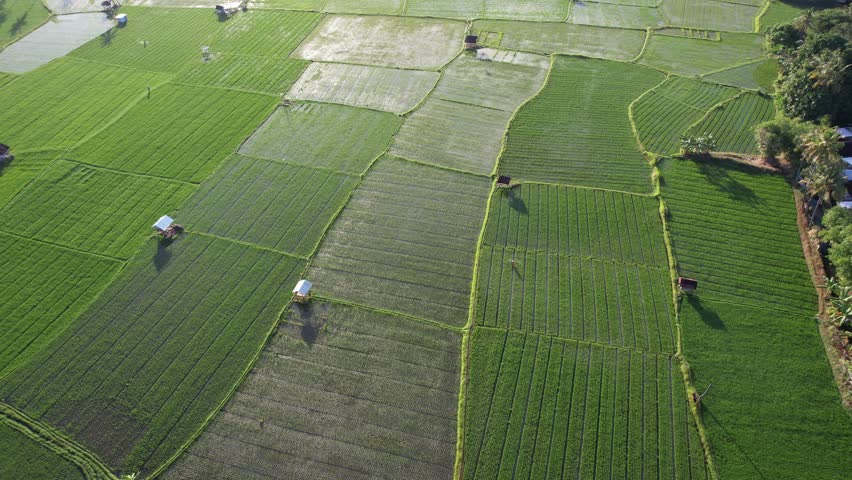 Sumbawa Indonesia Aerial agriculture in rice fields, Green rice field, beautiful landscape paddy field 
