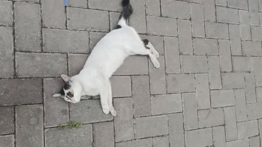 The image shows a black and white cat sitting on a cobblestone street.