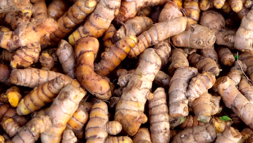 Display of Turmeric root, vibrant orange-yellow, prized for its earthy flavor and medicinal properties, commonly used in cooking and traditional medicine for its health benefits in 4K video