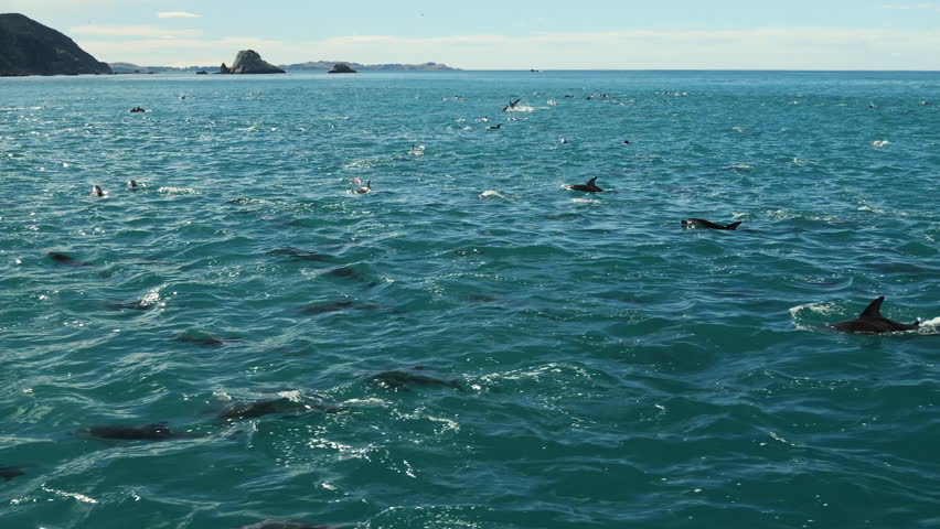 Watching a pod of dusky dolphins migrate from a boat