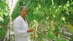 Hydroponic farming, Scientist researching plant disease, modern greenhouse. Cucumber plantation, hydroponic system. Greenhouse effect, temperature, humidity, fertilizer, plant care. Modern gardening. - Powered by Shutterstock - Get 15% off with code: PIKWIZARD15