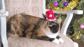 Playful cute cat wearing Santa hat next to Christmas tree decorated with ornaments and twinkling fairy lights, heartwarming happy holiday scene, festive ambiance backgrounds - Powered by Shutterstock - Get 15% off with code: PIKWIZARD15